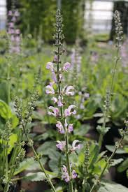 Image result for Salvia pratensis `Rose Rhapsody