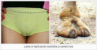 What does a camel herd symbolize? What Is The Corresponding Idiom Camel Toe For Men English Language Learners Stack Exchange