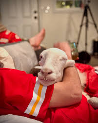 Ziggy's Refuge Farm...