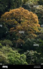 Image result for Hymenaea courbaril