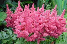 Astilbe Astilbe Arendsii Bunter If You Have Shady Areas That Need Some Color Start Some Astilbe Seeds And Shade Tolerant Plants Shade Flowers Shade Garden