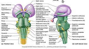 Brainstem nuclei are thus responsible for many of. Brain Stem Anatomy Google Search Brain Anatomy And Function Brain Stem Brain Anatomy