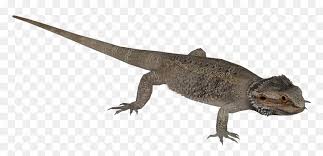 Draw the shapes of the legs and eye of the bearded dragon. Central Bearded Dragon Bearded Dragons Hd Png Download Vhv