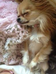 That does not mean that you won't notice more the long haired chihuahua tail on your floor, but that is just because the hair are longer… this is how chihuahua shedding works: Chihuahua Puppy Looks Like A Frisky One Who Will Make A Great Companion Chihuahua Dogs Dog Breeds Chihuahua