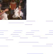 Berternak ayam broiler ternyata terbukti menguntungkan. Harga Ayam Broiler Hari Ini Docx Docx Document