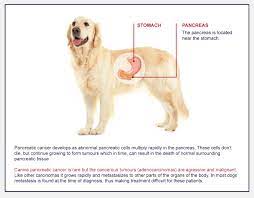 How To Detect Pancreatic Cancer In Dogs
