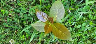Image result for Terminalia phanerophlebia