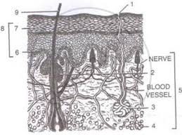 Find free pictures, photos, diagrams, images and information related to the human body right here at science kids. Given Below Is A Diagrammatic Sketch Of The Vertical Section Of The Human Skin Biology Shaalaa Com