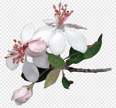 It reminds me winter when snow flakes are surrounding tree's branches. Apple Tree Flowers Nature Flowers Png Pngegg