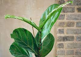 You should consider repotting when you notice that the roots are growing out of the drainage holes. The Basics Of Fiddle Leaf Fig Tree Care The Houseplant Urban Jungle Blog