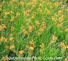 For more information on growing copperleaf plants, see our growing guide here. Flowering Perennials For South Florida