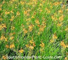 We did not find results for: Flowering Perennials For South Florida
