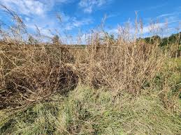 Image result for Heteropogon melanocarpus