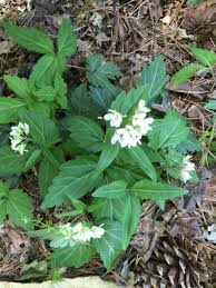 Image result for Cardamine