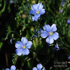 Pin By Lynnette Cattron On Landscape Forever Home Flax Flowers Flower Meanings My Wedding