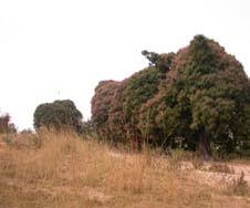 Image result for Loudetia kagerensis