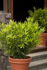 Image result for Launaea rarifolia