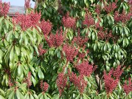 Sometimes also called (incorrectly) 'little heath variegata'. Schattenglockchen Bonfire Pieris Japonica Bonfire Baumschule Horstmann