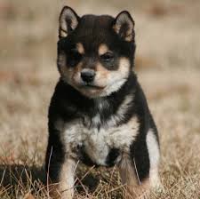 Black And Tan Shiba Inu For Sale Uk 