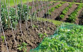Simply placing cheesecloth directly over your garden during long hot stretches makes a difference. Top Tips For Protecting Plants In Your Garden Suregreen Ltd