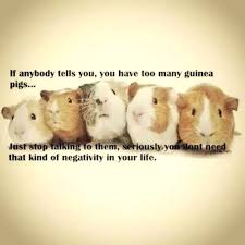 Pin On Guinea Pig Cages