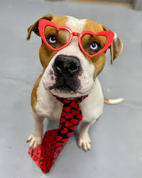 Adoptable pets may be seen at the petsmart in olathe (15255 w. Kck Animal Services Home Facebook