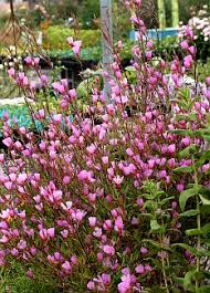 Check spelling or type a new query. Long Blooming Drought Tolerant And Clay Friendly California Native Clarkias Annuals They Self Sow Rel Plants California Native Plants Drought Tolerant Garden