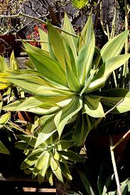 Image result for Agave attenuata