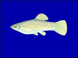 Sex bei Fischen - Kurioses aus dem Liebesleben der Flossenträger