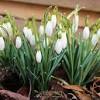 Drama snowdrop | jisoo hae in. 3