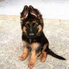 Gsd Puppy German Shepard Puppies Gsd Puppies Cute Animal Pictures