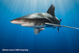 Five Ways Sharks And Rays Help The World In 2020 Marine Ecosystem Shark Shark Diving