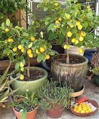 The limes have the added advantage of being mostly seedless, which is a big help when using the fruit for cooking or making beverages. Lemon Tree Very Pretty Lemon Tree From Seed Lemon Tree Potted Meyer Lemon Tree