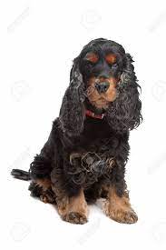 The american cocker spaniel is a breed of sporting dog. Black And Tan English Cocker Spaniel Vor Einem Weissen Hintergrund Lizenzfreie Fotos Bilder Und Stock Fotografie Image 10299747