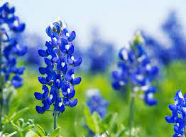 During the spring season, flowers will have blossoms after bulbs or buds. Where To Find Wildflowers In Dallas Fort Worth Dfwchild