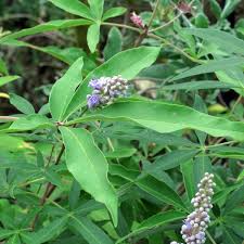 Image result for Vitex amaniensis