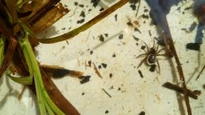 Diving spiders have special hairs on their bodies which trap air especially around the abdomen. Water Spider The Wildlife Trusts