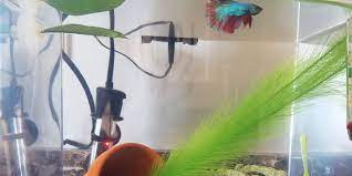 In addition, you also need to clean the filter carefully in order to avoid killing the. Do Betta Fish Need A Filter Bettafish Org
