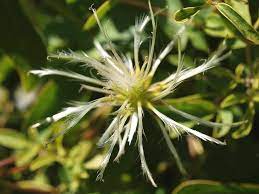 748709 (for references in articles please use ncbi:txid748709) current name Clematis Pubescens Photograph By Michaela Perryman