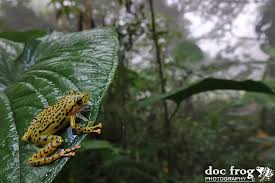 Image result for Pristimantis mutabilis