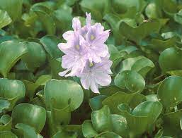 Water Hyacinth Stop Aquatic Hitchhikers