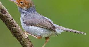 Sebenarnya download suara burung cendet atau pentet betina mp3 untuk pancingan ini adalah bagian kecil dari usaha untuk mendapatkan pentet dengan suara emas, hal lain yang tidak kalah penting adalah menerapkan pola perawatan yang sesuai dengan cendet yang kamu. Download Suara Burung Prenjak Pikatan Lengkap Mp3