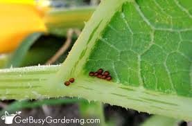 Sprinkle this mixture at entry points and on ant trails. How To Get Rid Of Squash Bugs Naturally Using Organic Control Methods