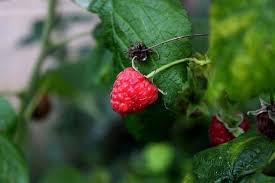 Anyone know what is the problem? Top Problems Growing Raspberries And How To Fix Them Ready To Diy