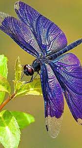 Pin By Jason Nova On Fly Insects Insects Dragonfly Photos Beautiful Bugs Dragonfly