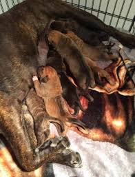 Boerboel vs rottweiler | rottweiler vs boerboel | powerful guard dog? Boerboel Pets And Animals For Sale Washington