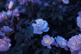 Maybe you would like to learn more about one of these? Hd Wallpaper Purple And White Flowers Photo Of Purple Petaled Flowers Plants Wallpaper Flare