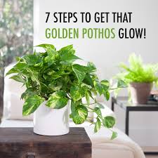 grow fuller pothos pothos plant care plant care houseplant inside plants