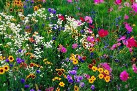 Wedding Ideas Blog Wildflower Garden Wild Flowers Wildflower Seeds