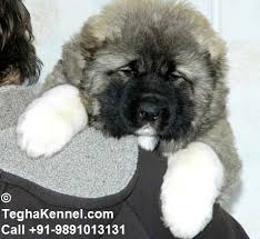 Caucasian Ovcharka Puppies For Sale Puppies For Sale Dogs For Sale Dog Breeders Dog Kennel Kitten For Sale Cat For Sale